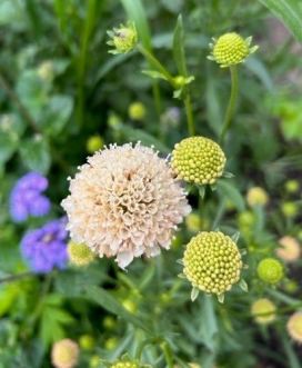 SCABIOSA Fata Morgana